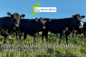 Read more about the article Why Dairy Herds in the Dairy Beef Welfare Scheme Should Join the NGP 