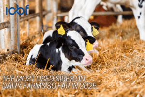 The most used sires on dairy farms – year to date in 2025