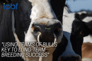 Farmers urged to use teams of AI bulls to avoid fluctuations in proofs