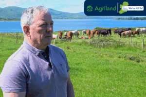 How genotyping drives smarter breeding choices for Co. Kerry suckler farmer
