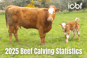 2025 Beef Calving Statistics Highlight Suckler Herd’s Fertility Performance
