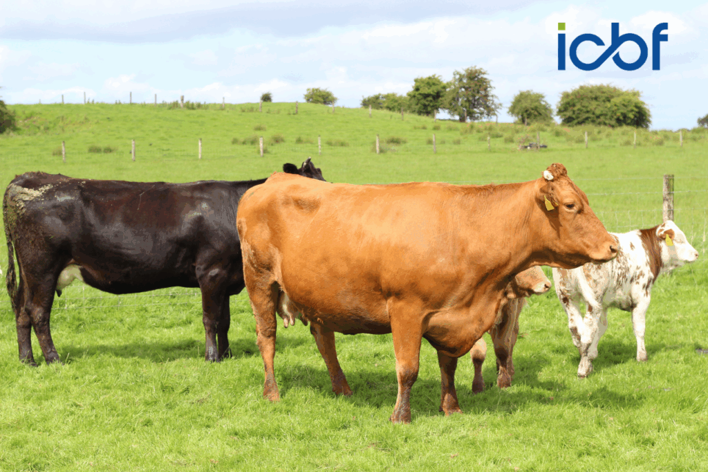 Improvements to the ICBF Euro-Star Indexes – September 2025