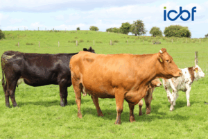 Read more about the article Improvements to the ICBF Euro-Star Indexes – September 2025