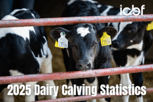 Read more about the article What are the latest calving trends in the national dairy herd?