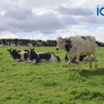 Changes to Dairy Evaluations in September 2025 – What Farmers Can Expect