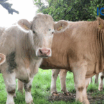Upcoming Sales for SCEP Eligible Heifers