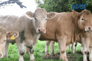 Upcoming Sales for SCEP Eligible Heifers