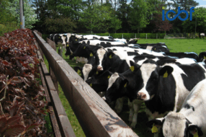 Read more about the article The Latest Genetic Trends in EBI