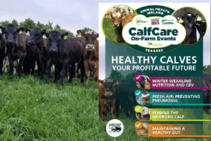 Read more about the article AHI & Teagasc Calf Care Events
