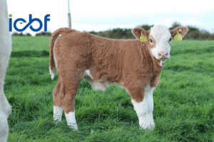Read more about the article SCEP & NGP: Key Genotyping Requirements and Deadlines for the Year Ahead