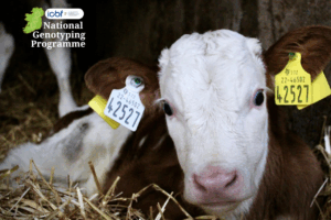 Read more about the article 2025: A Record-Setting Year for Genotyping in Ireland