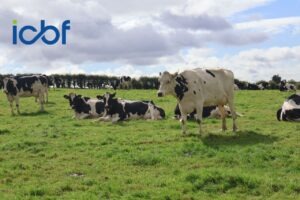 Check your Dairy Cow Report online today and stay one step ahead with your herd’s performance insights