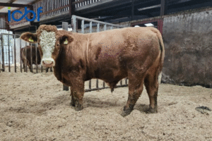 Read more about the article Tully Progeny Test Centre: Measuring methane and Rumen microbiome in beef cattle across two different diets