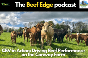 Read more about the article CBV in Action: Driving Beef Performance on the Conway Farm