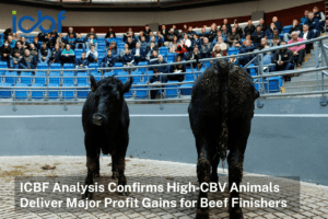 Read more about the article Regardless of Animal Type, the Commercial Beef Value (CBV) Consistently Delivers for Beef Finishers