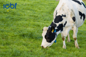 Read more about the article See How Your Herd Is Evolving: The New Dairy Trend Report Is Now Live
