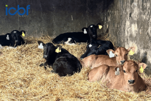 Boost Your Calf Sales This Spring: Use the CBV Catalogue to Showcase Genetic Value