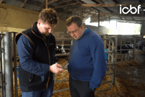 Read more about the article Smarter Breeding Made Easy: The Kerry Herd Showing What Sire Advice Can Achieve