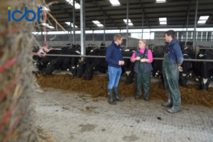 Sire Advice: A key tool in managing this 360‑cow spring‑calving Galway herd