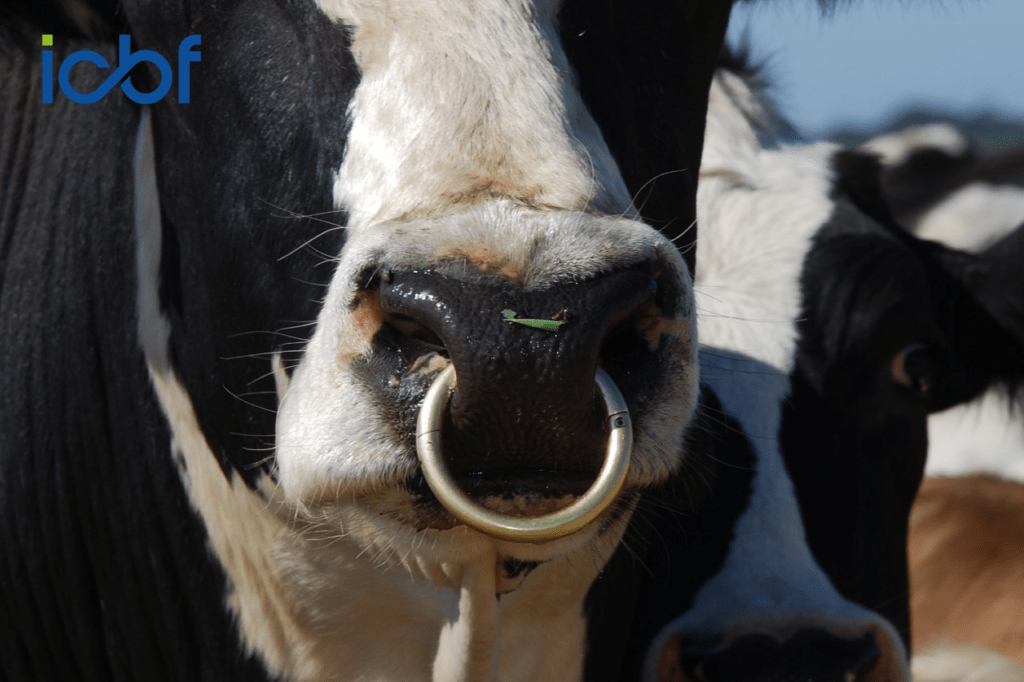 2026 ICBF Dairy Active Bull List: Irish Genetics to the Fore