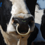 2026 ICBF Dairy Active Bull List: Irish Genetics to the Fore